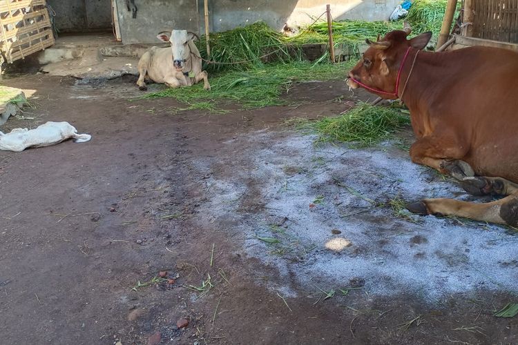 Anak sapi di Lumajang, Jawa Timur diberi nama Sogol agar kuat hadapi PMK