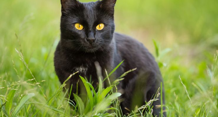 Mengenal Kucing Bombay, Satu-satunya Ras Kucing Hitam Sejati 