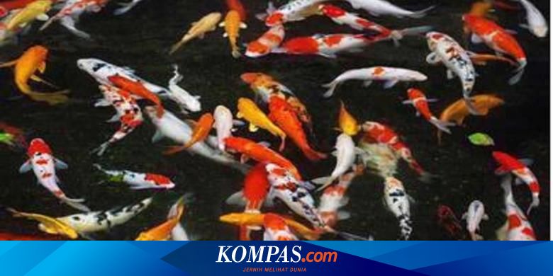 Peternak Ikan Koi Kebanjiran Pesanan Saat Imlek