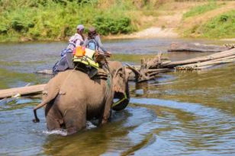 Turis sedang menunggang gajah.
