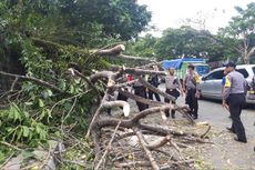 Angin Kencang Terjang Ambon, Pohon Tumbang, Jalan Macet 
