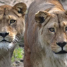 Seumur Hidup Bersama, Dua Singa Langka Disuntik Mati di Kebun Binatang