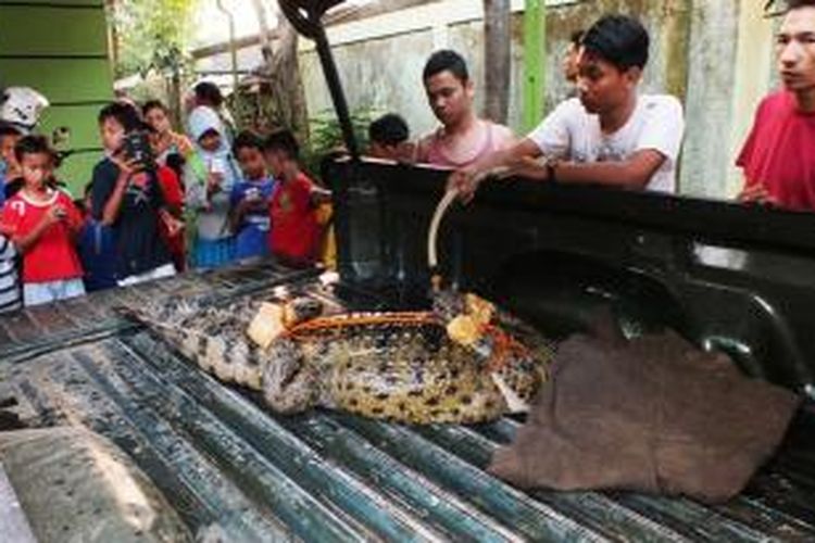 Santi, buaya air tawar yang dilindungi, menjadi pusat pehatian warga. Warga tak segan-segan untuk mengabadikan Santi di kamera ponsel milik warga. Santi, berhasil dievakuasi BKSDA Jawa Barat Wilayah 1 Bogor, pada Jumat (12/9/2014).