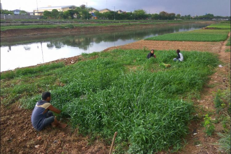 Keluarga petani sedang memanen kangkung.