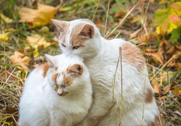 5 Penyebab Kucing Menggigit Leher Kucing Lain