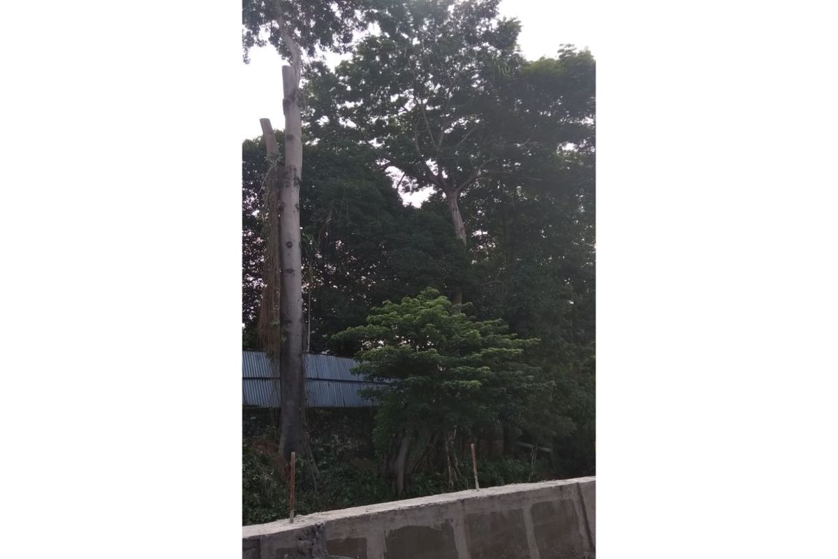 Keberadaan sejumlah pohon besar di bantaran Kali Cipinang, RW 011, Kelurahan Kramat Jati, Kecamatan Kramat Jati, Jakarta Timur, cukup meresahkan warga, Senin (27/1/2020). Ketua RW 011 Hadiyar mengatakan, setidaknya ada enam pohon yang tinggi dan besar dikhawatirkan berpotensi roboh