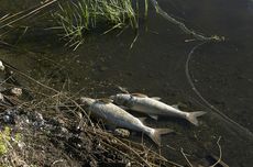 Ribuan Ikan di Sebuah Sungai di Australia Mati