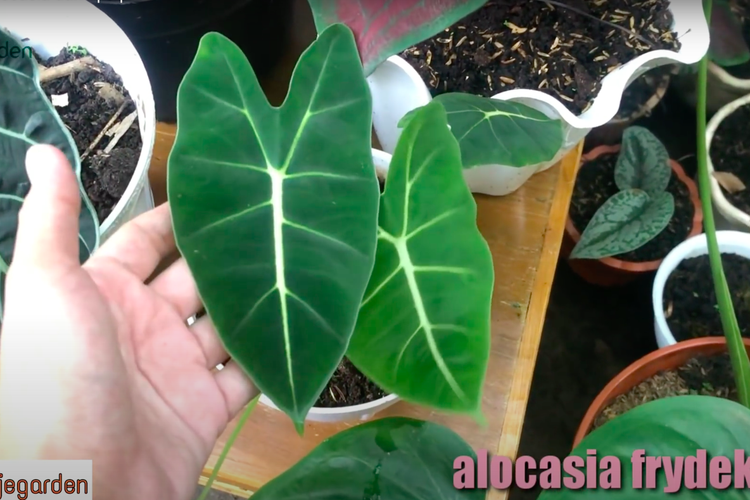 Alocasia Frydek atau biasa disebut Keladi Neon yang memiliki keunikan berupa tulang dari daunnya yang bisa menyala dalam gelap atau glow in the dark. 