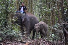 Gajah Indah Turut Bantu Proses Evakuasi Intan ke Pusat Latihan Gajah