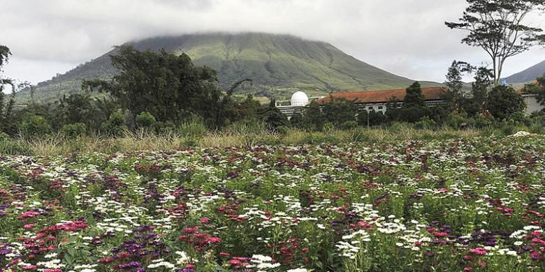 Perkebunan bunga aster dengan latar belakang Gunung Lokon di Kota Tomohon, Sulawesi Utara, beberapa waktu lalu. Budidaya bunga dan sayuran menjadi salah satu mata pencarian penduduk di Kota Tomohon yang dikelilingi gunung api aktif dan berhawa sejuk.