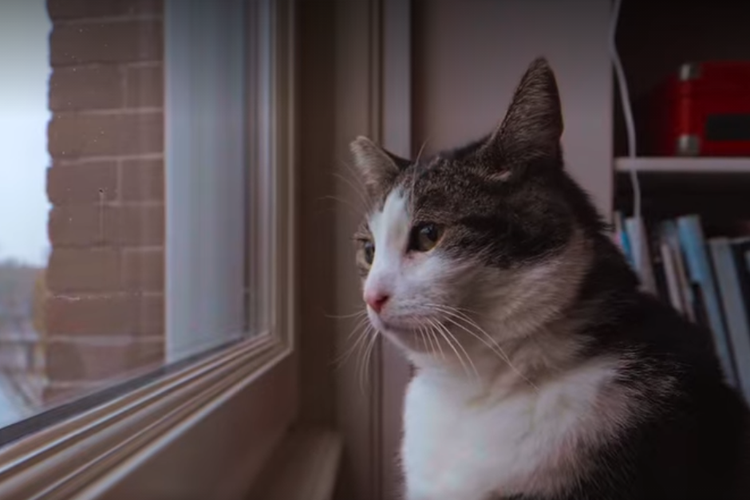 Ababatutu dalam salah adegan dalam film Kitty Love: An Homage to Cats.