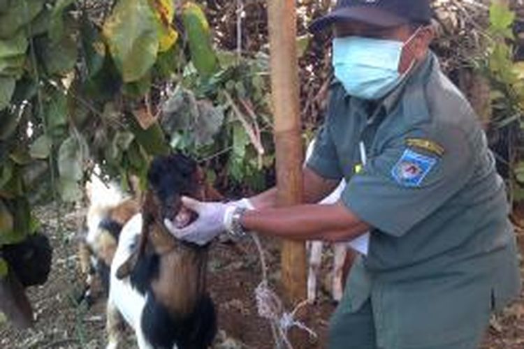 Pemeriksaan hewan kurban, petugas menemukan kambing kurban pilek dan mata berair.