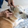 Penyebab, Gejala, dan Cara Mengusir Kutu pada Anjing