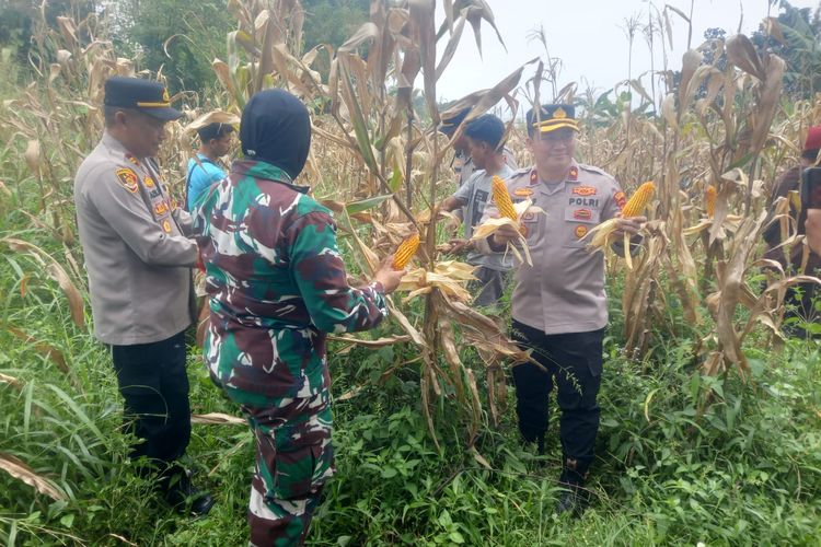 Polri Panen 10 Ton Jagung di Kaki Gunung Salak Bogor
