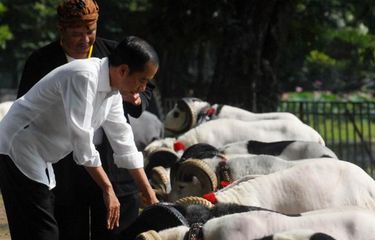Cerita Jokowi Tergiur Cara Ternak Kambing dengan Omset Ratusan Juta