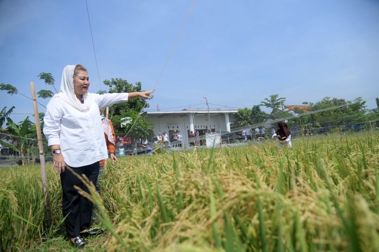 Wali Kota Semarang Hevearita Gunaryanti Rahayu saat meninjau perkembangan padi varietas biosalin menjelang panen di Kelurahan Mangunharjo, Kecamatan Tugu, Rabu (16/10/2024).