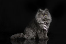 Sejarah Kucing Persia Abu-abu, Si Bulu Tebal yang Menggemaskan