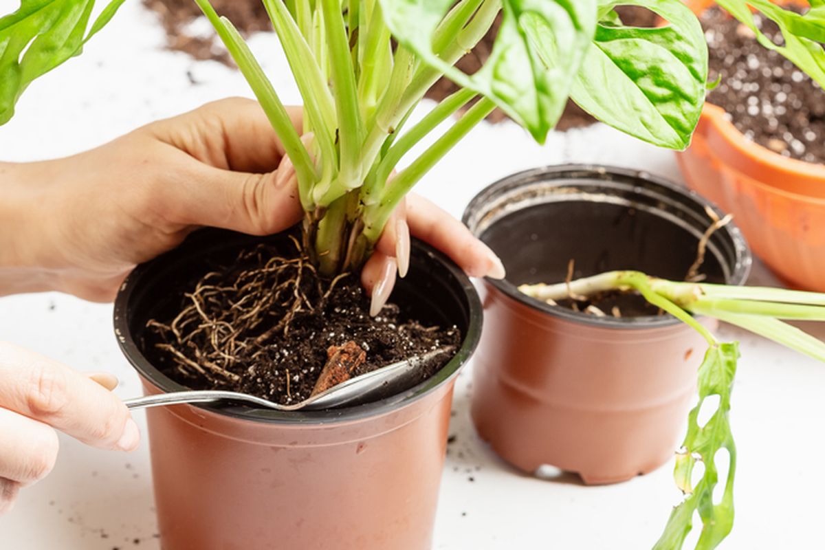 Ilustrasi repotting tanaman hias. 