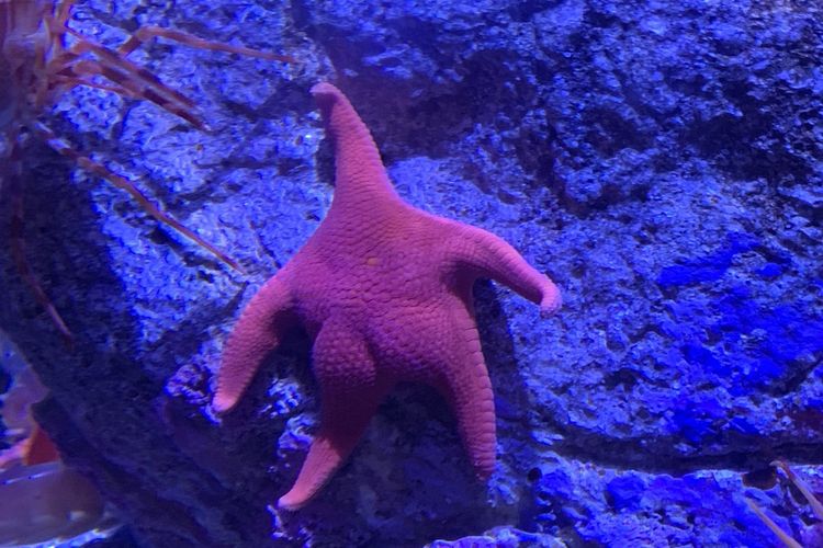 Unggahan foto menunjukkan seekor bintang laut memiliki pantat.
