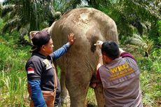 Seekor Gajah Masuk Kebun Warga, Ternyata Sakit dan Butuh Pertolongan