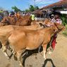 Jelang Idul Adha, Harga Sapi di Madura Anjlok Imbas PMK