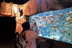 5 Aktivitas di Jakarta Aquarium & Safari, Nonton dan Buka Kerang