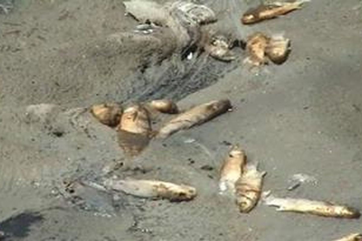 Ribuan ekor ikan dan udang milik petani tambak di Majene mati kekeringan. Udang dan ikan yang baru beberpa pekan disemai tak bisa diselamatkan lantaran pasokan air yang tidak ada. Para petani mengaku tahun ini gagal panen. Jangankan untung biaya operasional dan biaya investasi lainnya tak sanggup ditutupi.