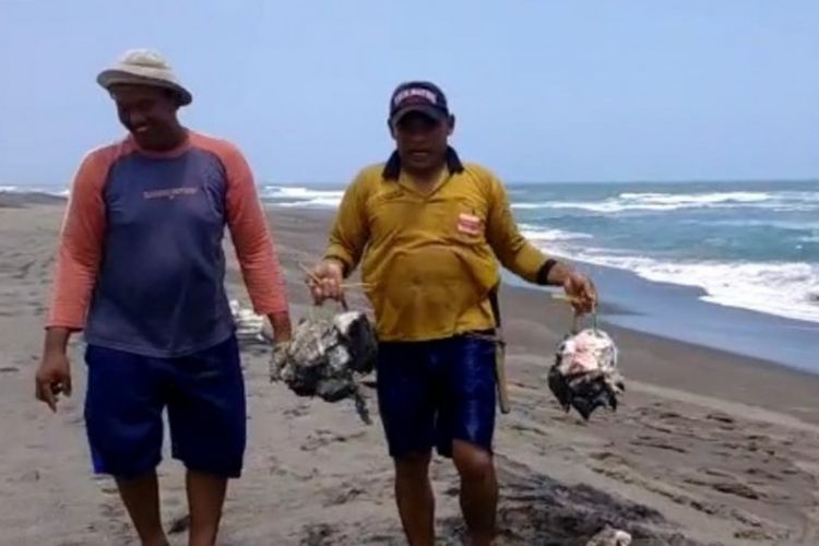 Warga di pantai selatan Cianjur, Jawa Barat, akhirnya memotong hiu paus tutul yang terdampar, untuk dikonsumsi karena saat ditemukan sudah mati, Ahad (26/9/2021). (ANTARA/Ahmad Fikri)
