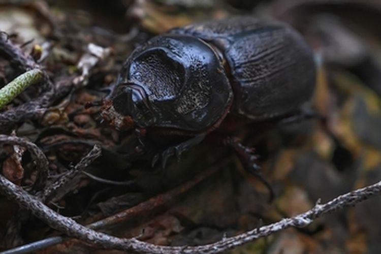 Ilustrasi Oryctes rhinoceros atau kumbang nyiur pada kelapa