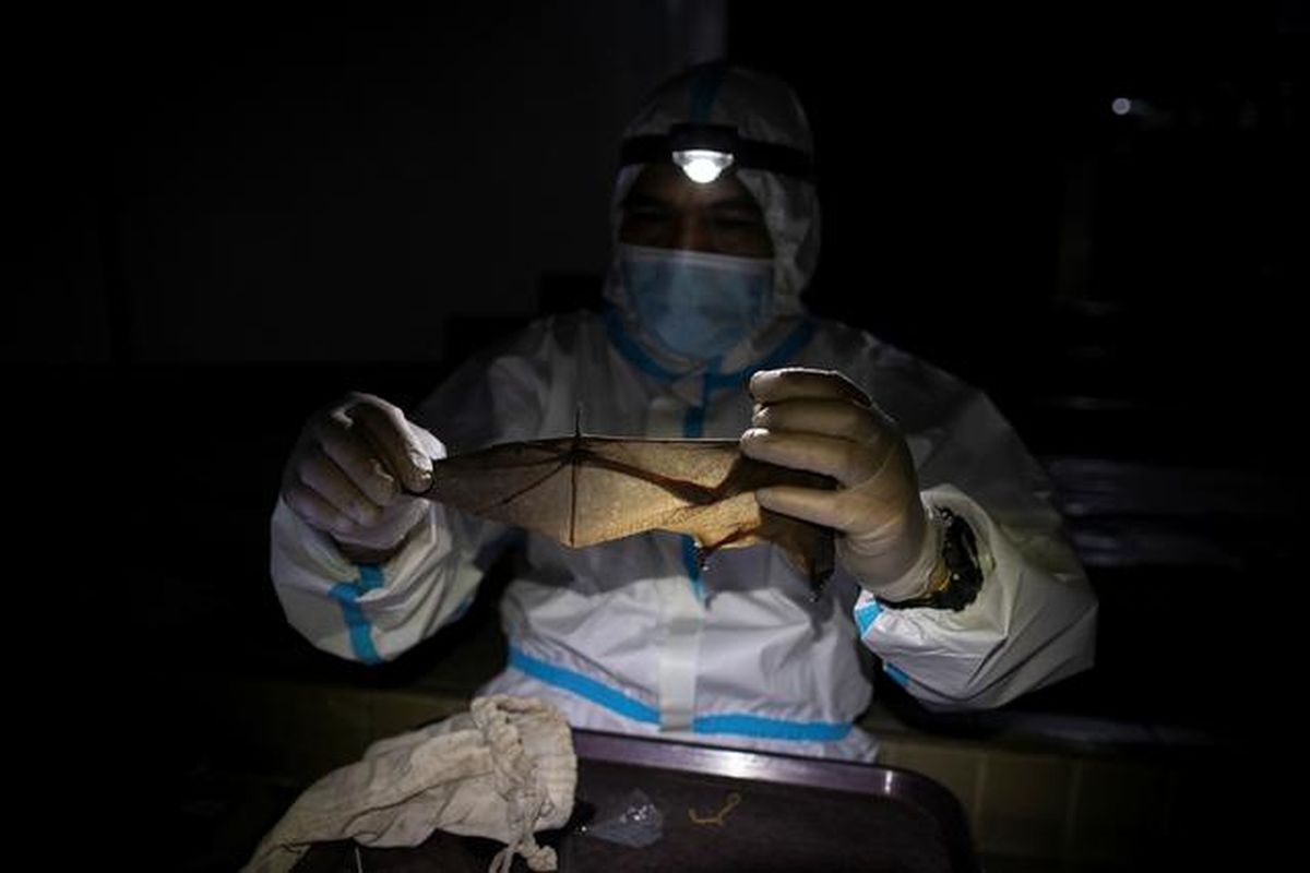 Ilmuwan berburu virus kelelawar di Filipina. Para peneliti ini menangkap kelelawar, mengambil sampel air liur dan kotoran, untuk dianalisis. Studi ini diharapkan kelelawar dapat membantu dunia memprediksi dinamika virus corona guna mencegah pandemi di masa depan.