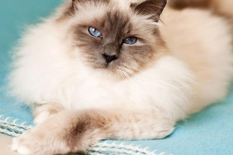 birmans