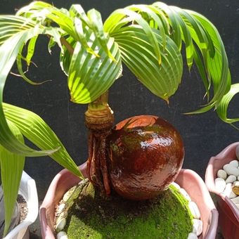 Ilustrasi tanaman bonsai kelapa