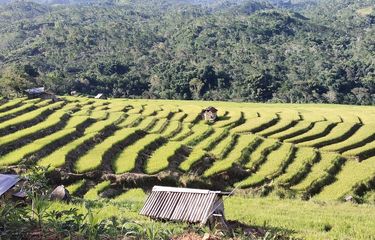 Manggarai Timur, Nusa Tenggara Timur terkenal dengan areal persawahan Terasering dikerjakan para petani. Satu dari sekian persawahan terasering itu adalah Sawah Terasering Ratung di Kecamatan Borong, Minggu, (22/5/2022). (KOMPAS.com/MARKUS MAKUR)