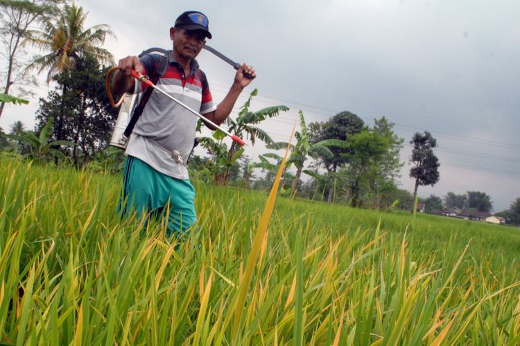 Petani menyemprotkan insektisida di lahan sawah terserang penyakit tungro di Kelurahan Babakan, Kecamatan Cibeureum, Sukabumi, Jawa Barat, Kamis (16/3/2017).