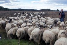 Pedagang Domba di Lebak Mulai Ramai