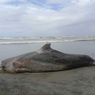 Seekor Lumba-lumba Mati Terdampar di Pantai Penago Baru Bengkulu