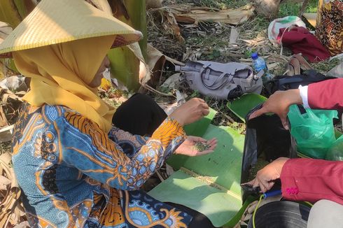 Dampak Banjir Demak, Ancaman Hama dan Produksi Kacang Hijau bagi Petani