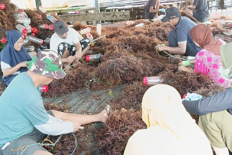 Sejumlah pabettang/buruh ikat rumput laut saat beraktifitas di kampung rumput laut Mamolok, Nunukan, Kaltara