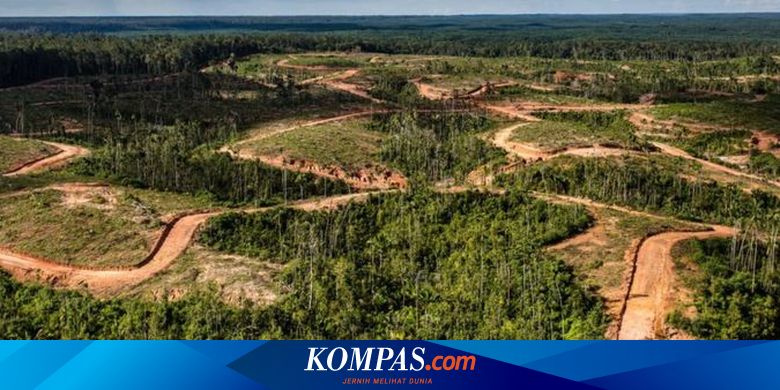 Disebut Bakar Hutan di Papua untuk Buka Lahan, Ini Respons Korindo