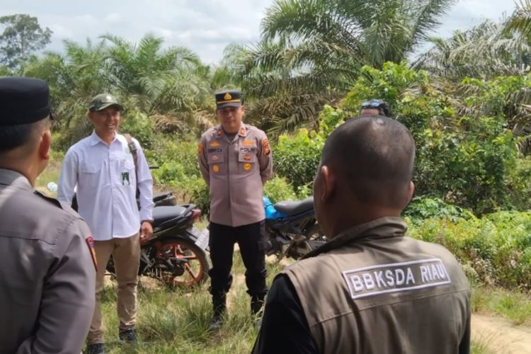 Tiga Warga di Kampar Mengaku Bertemu Induk Harimau dan 2 Anaknya di Kebun Sawit