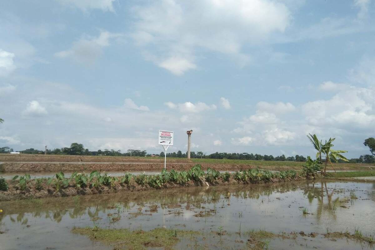 Sawah di wilayah Karawang, Jawa Barat