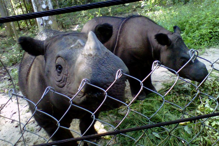 Badak Sumatera yang ada di Suaka Rhino Sumatera (SRS) Way Kambas. Pengembangbiakan satwa langka ini di SRS telah menghasilkan dua anak badak, Andatu dan Delilah. Foto diambil beberapa waktu lalu.