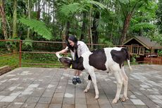 Liburan di Rabbit Forest Lembang, Bermain hingga Beri Susu Anak Sapi