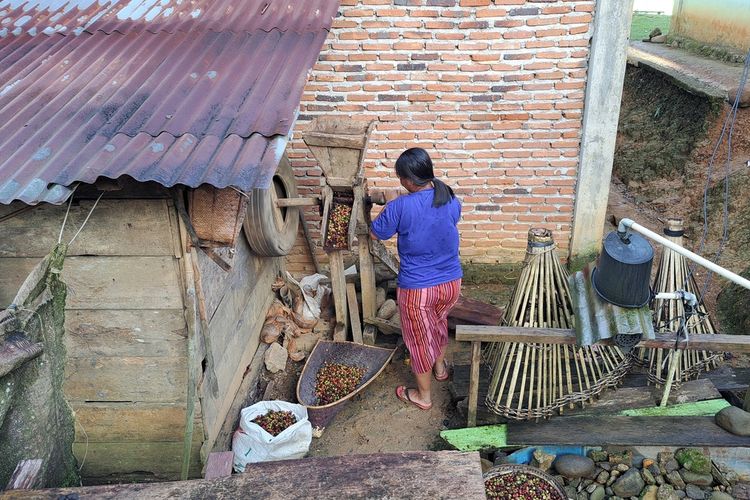 Seorang perempuan petani Desa Lubuk Resam, Kabupaten Seluma, Bengkulu sedang mengolah kopi sebelum dijemur