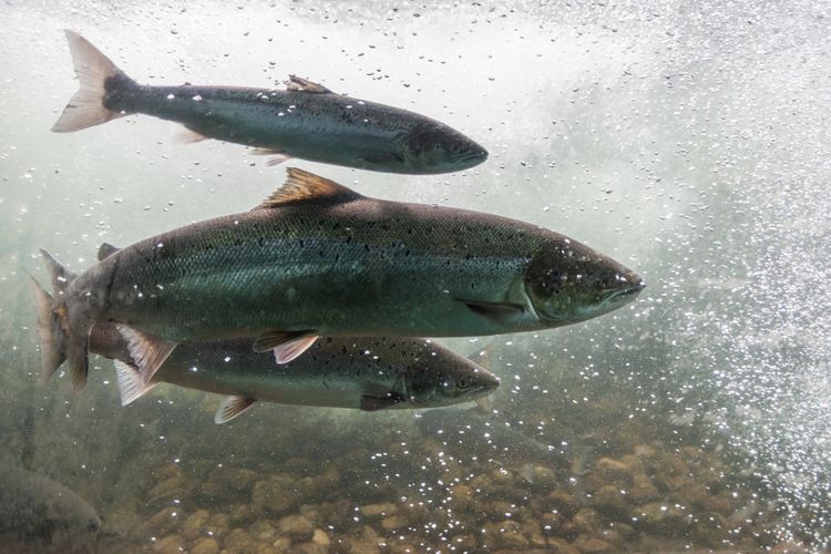 Ilmuwan Temukan Salmon Purba Raksasa yang Memiliki Gigi Besar Mirip Gading