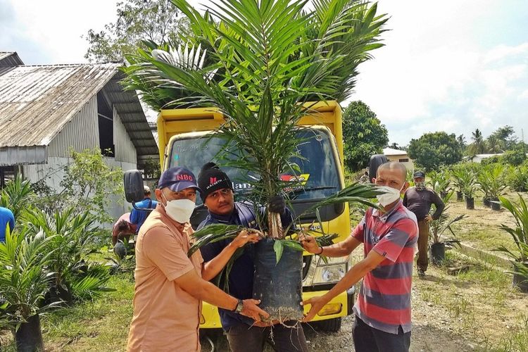Petani sawit di Kabupaten Indragiri Hulu, Riau, memperlihatkan bibit sawit unggul bersertifikat PTPN V yang dibeli melalui aplikasi 'Sawit Rakyat Online', Senin (15/2/2021). Tahun 2021 ini, PTPN V menargetkan sebanyak 1,1 juta bibit sawit siap tanam dapat dilepas kepada petani plasma dan swadaya yang ada di Provinsi Riau.