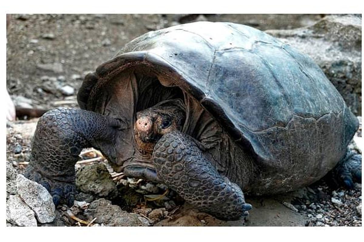 Kura-kura raksasa Fernandina (Chelonoidis phantasticus) di taman nasional Galapagos. 