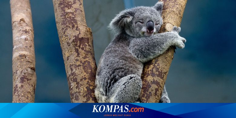 5 Hewan Dengan Jam Tidur Terlama Apa Saja Halaman All Kompas Com 5 Hewan Dengan Jam Tidur Terlama Apa Saja Halaman All Kompas Com