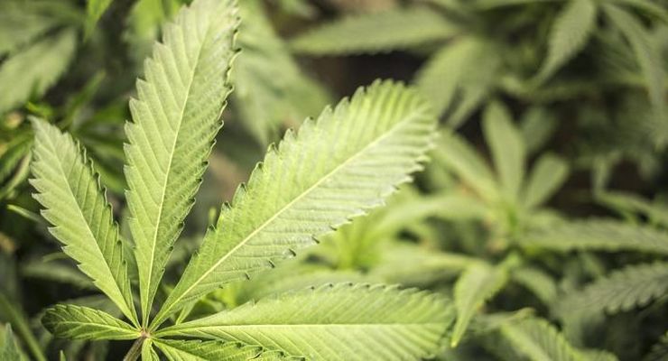 Dampak IKN, BNN Sebut Balikpapan Jadi Target Pasar Peredaran Ganja