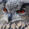Adaptasi Fisiologi Burung Hantu